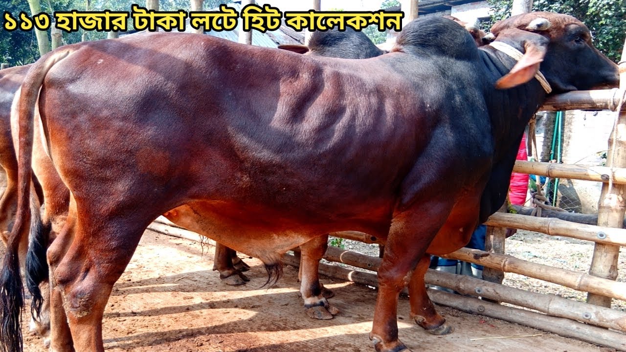 সস্তা দামে গরীবের প্যাকেজ ।। মাত্র ১১৩ হাজার টাকা লটে বিগ বিগ শাহিওয়াল ।। ০২/০২/২০২৬
