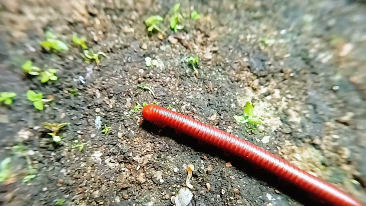 Morning Rush: The Secret Life of Red Millipedes