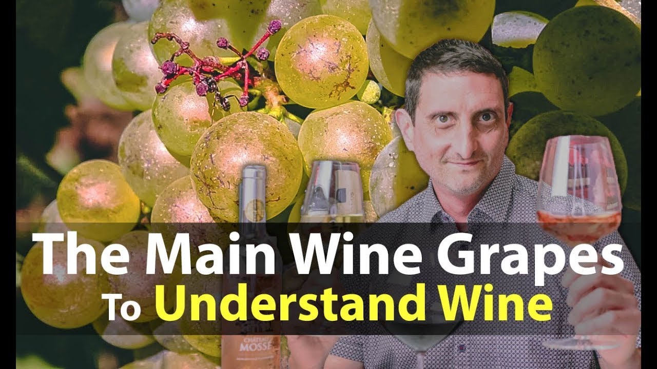 Essential Guide to Wine Grape Variety Names from around the World