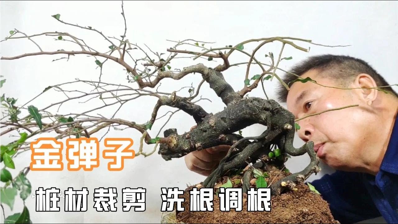 How to shape, cut and adjust the roots of gold marble bonsai pile materials金彈子盆景樁材怎樣定型裁剪及調根