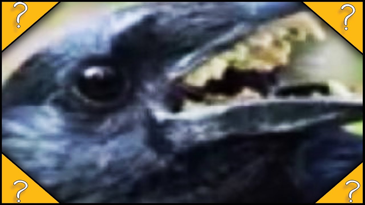 «Птицемия» — опасный фильм