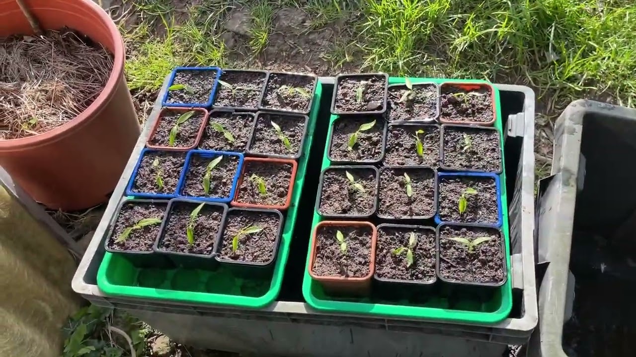 Suivi des premiers semis, fèves et salade en Normandie