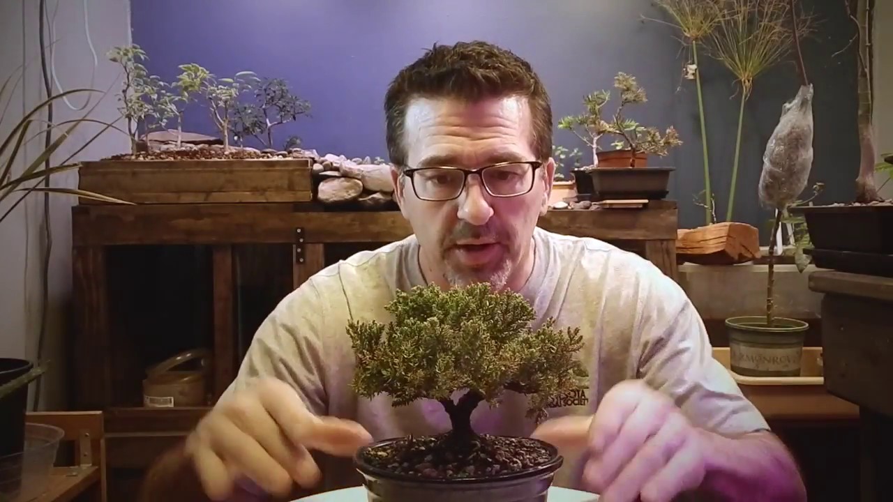 Dave's Bonsai Episode 4 (Colleen's Juniper)