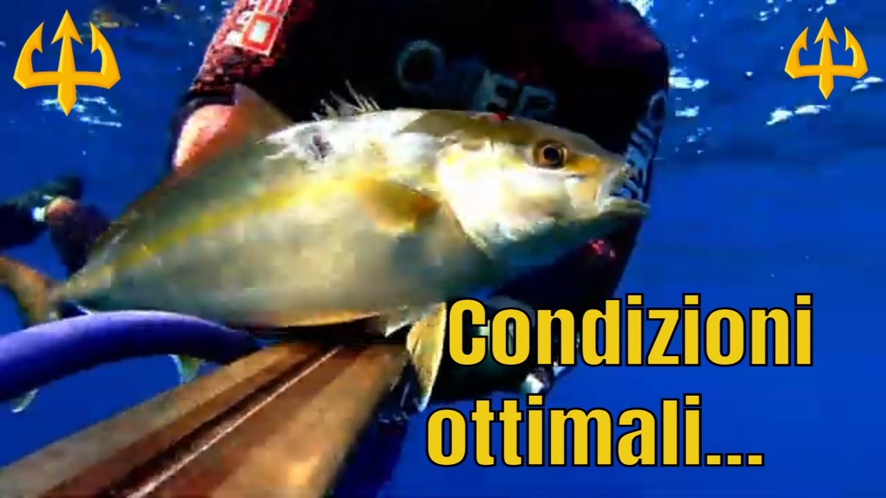 PESCA SUB   :   CONDIZIONI IDEALI ( Spearfishing Sardegna)