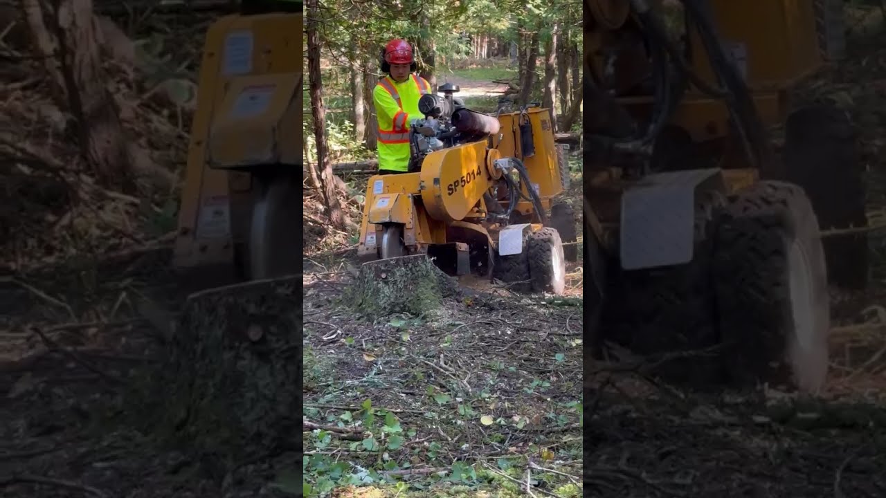 Professional Stump Grinding Services by Blossom Artisan Ltd