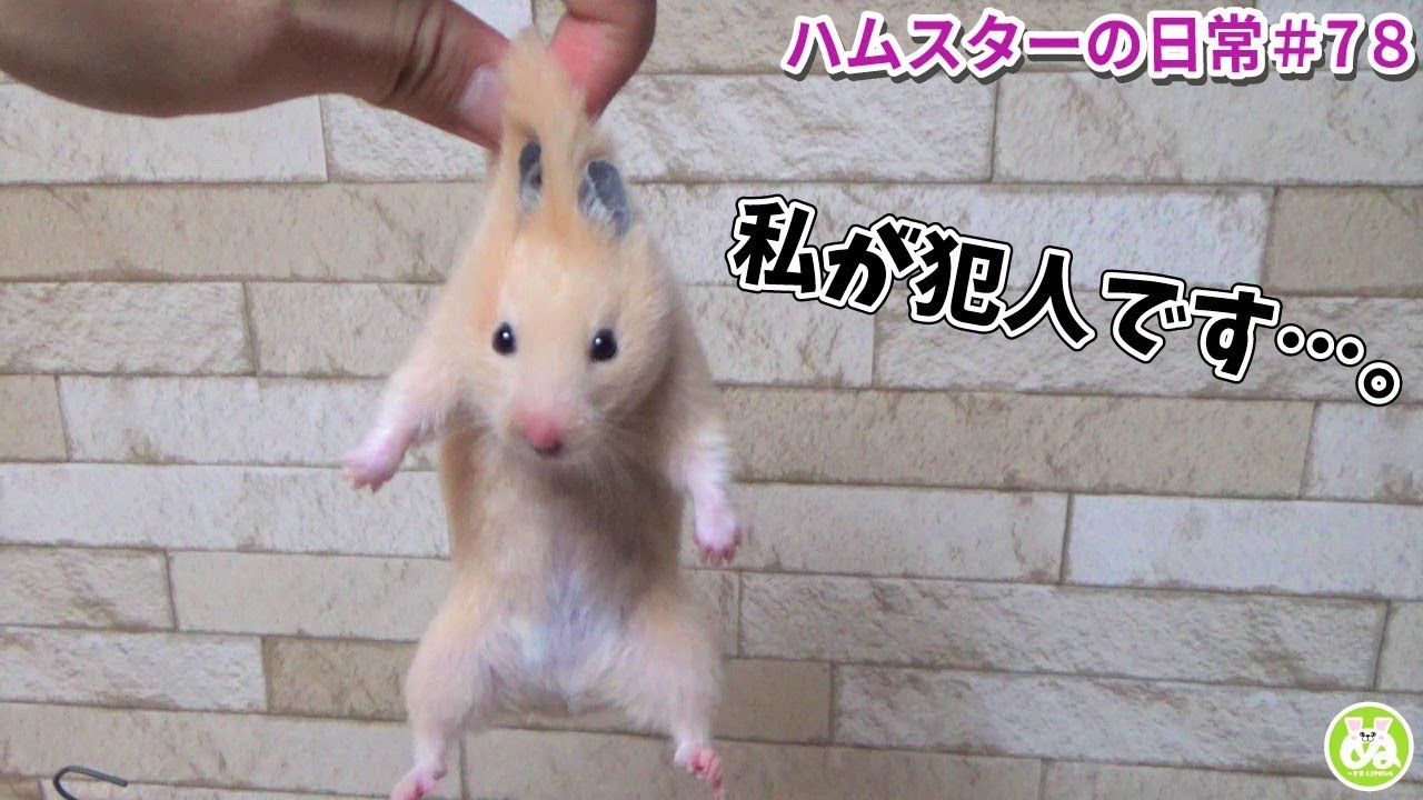 ハムスターさん、ついに水槽から脱走してしまう…#78  A hamster escapes