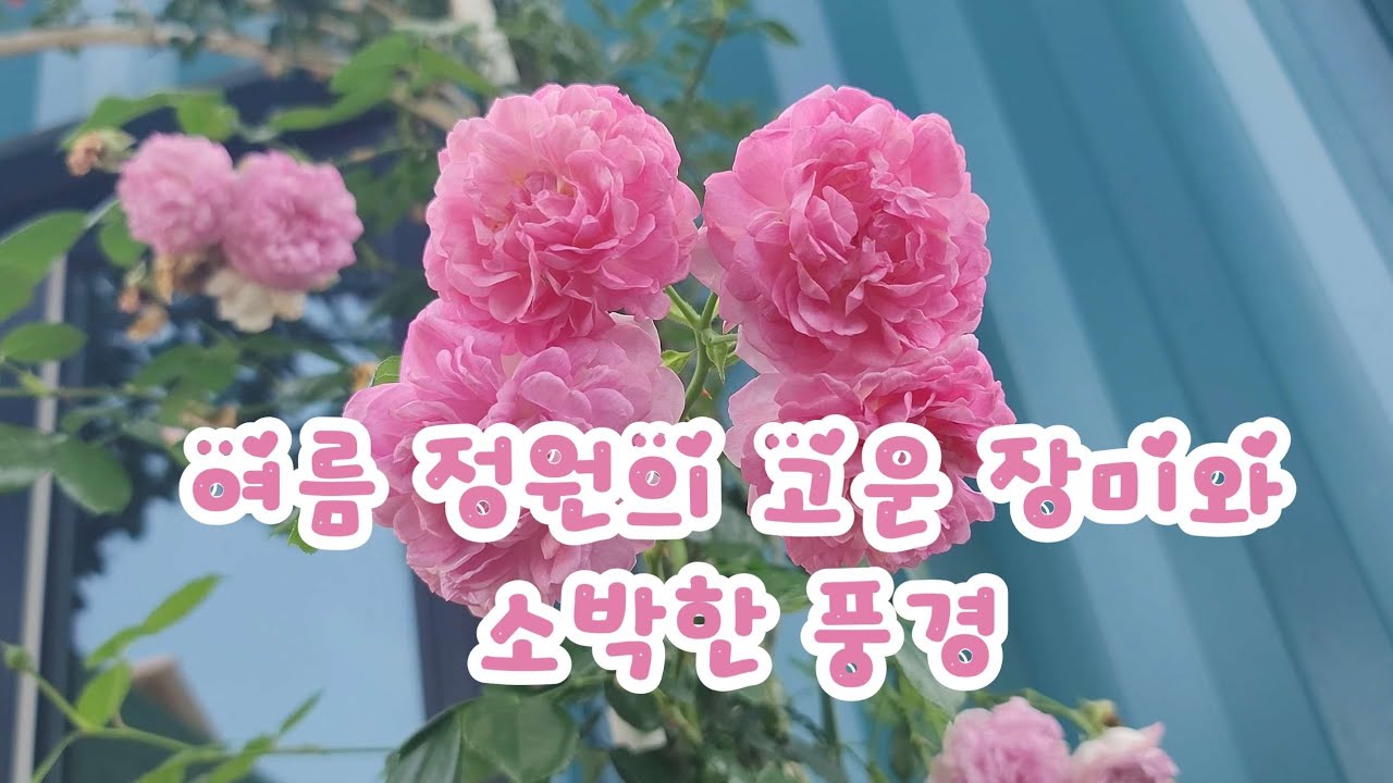여름 정원에서 늦게 핀 장미들의 은은한 아름다움 ㅣ 화이트 핑크 셀릭스 이발을 해요