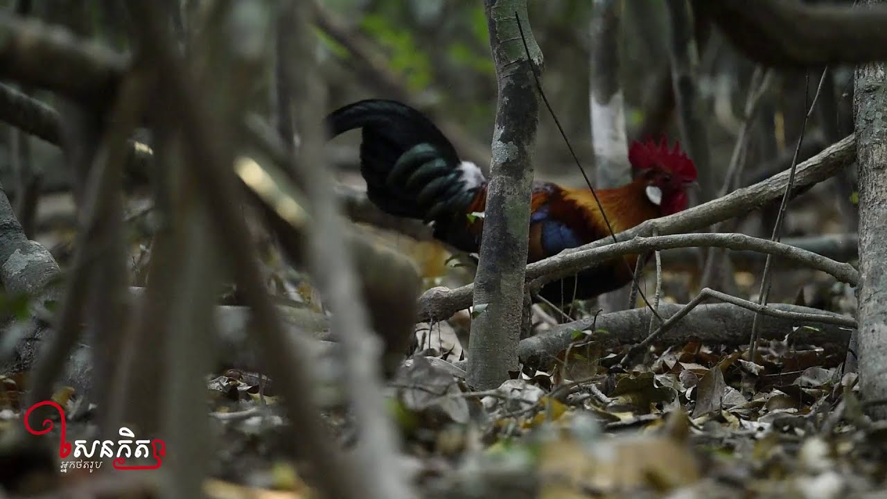 BIRD WATCHING CAMBODIA || មាន់ព្រៃ Red Junglefowl