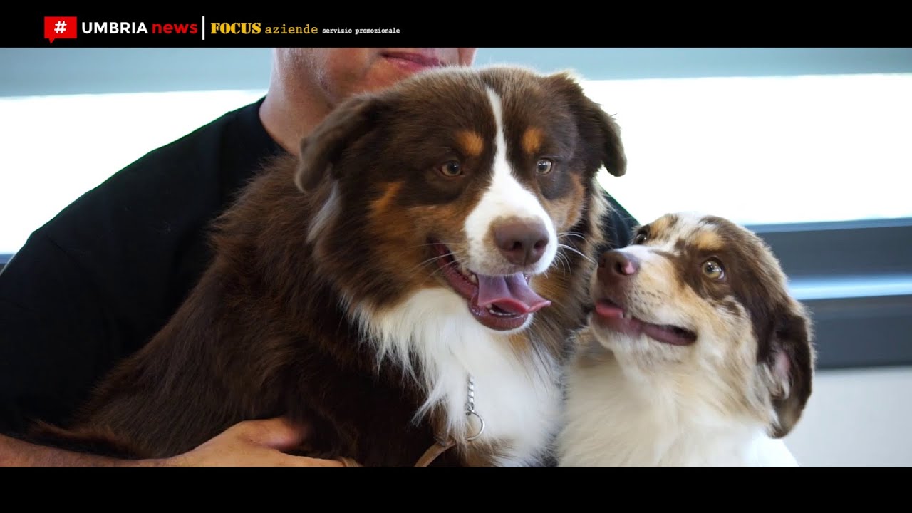 Alla scoperta del Miniature American Shepherd [UMBRIA NEWS]
