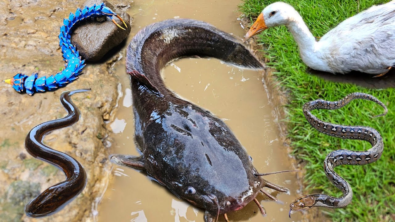 Menangkap ikan lele besar dalam lubang ada ikan hias warna warni, ikan gabus, belut, gurame