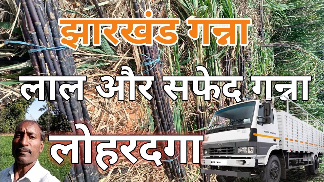 झारखंड के लोहरदगा से शुद्ध लाल और सफेद गन्ना | रवि वर्मा | हर डिस्ट्रिक्ट में सप्लाई