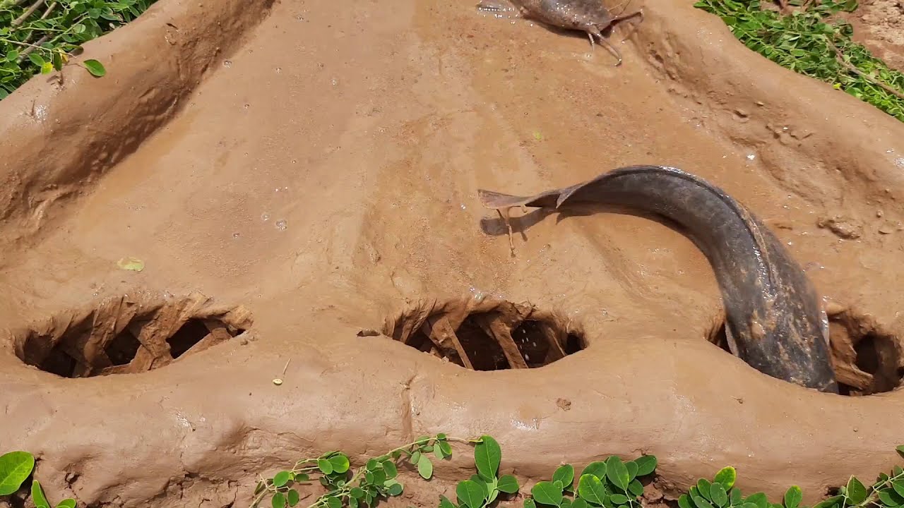 Amazing Fish Trap in Muddy Soil | New Fishing Video