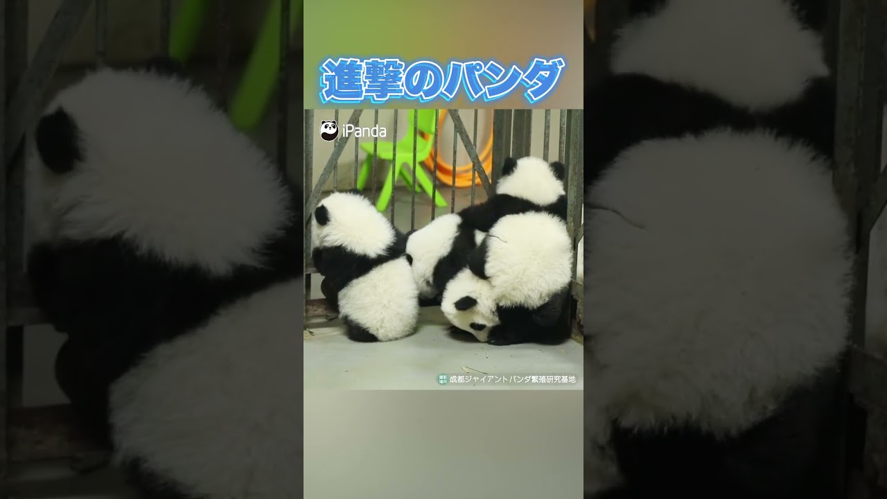 誰も逃げられない | iPanda パンダ楽園 #shorts