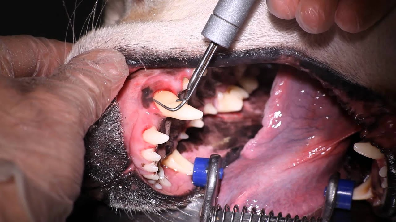 Zahnsteinentferung beim Hund