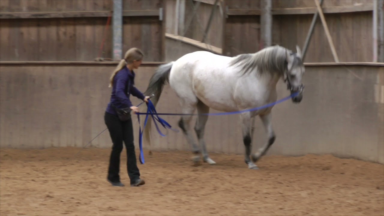 A Course in Lungeing &ndash; Lisa and her wonderful mare Pien ❤️🐴