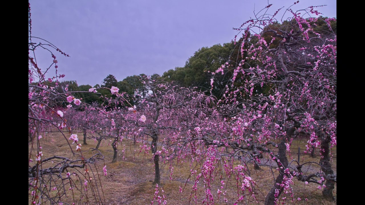 感激を求めて　国分町 菅原神社 梅まつり　2026年3月2日　三重県鈴鹿市