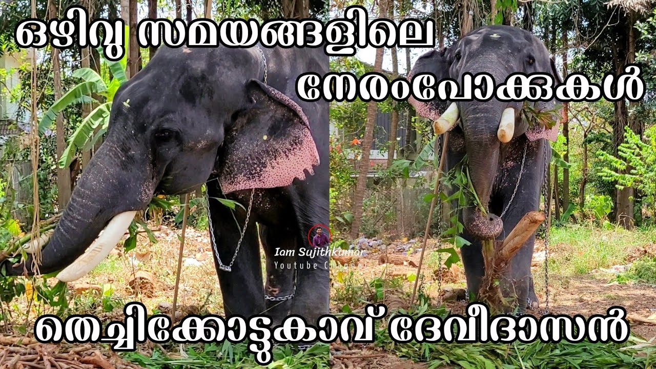 ഒഴിവു സമയങ്ങളിലെ നേരംപോക്കുകള്‍ | Thechikkottukavu Devidasan