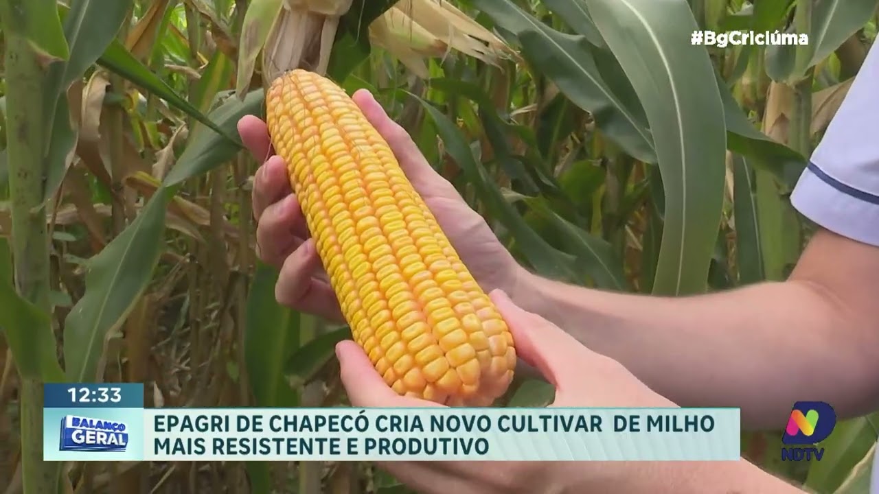 Epagri lan&ccedil;a milho mais resistente &agrave; estiagem em SC