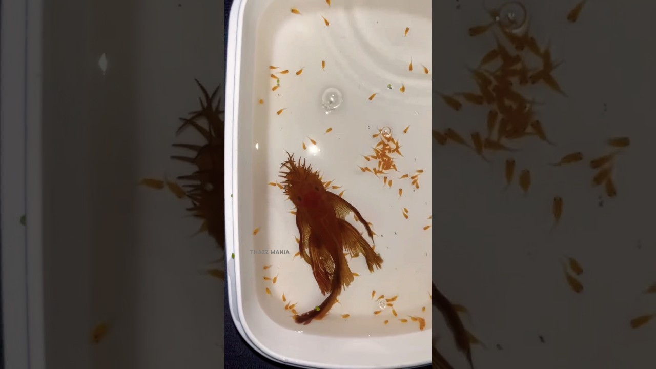 Bristle nose catfish babies 💀🔥 #pleco #fish #bristlenose #breeding #aquarium #shortsviral