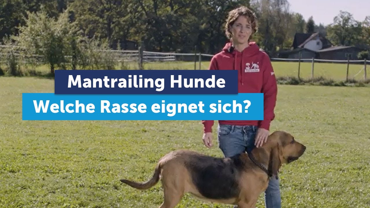 Mantrailing Hunde - Welche Rasse eignet sich am besten?  - Tipps von den K-9 Hundeexperten