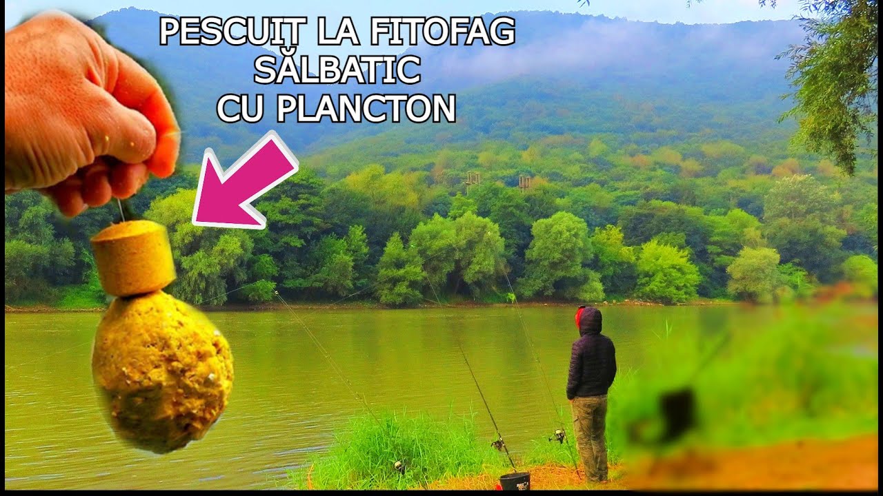SENZAȚII TARI La Pescuit FITOFAG SĂLBATIC (NOVAC) pe Mures LOCAȚIE NOUĂ cu TABLETE PLANCTON FUMIGENĂ