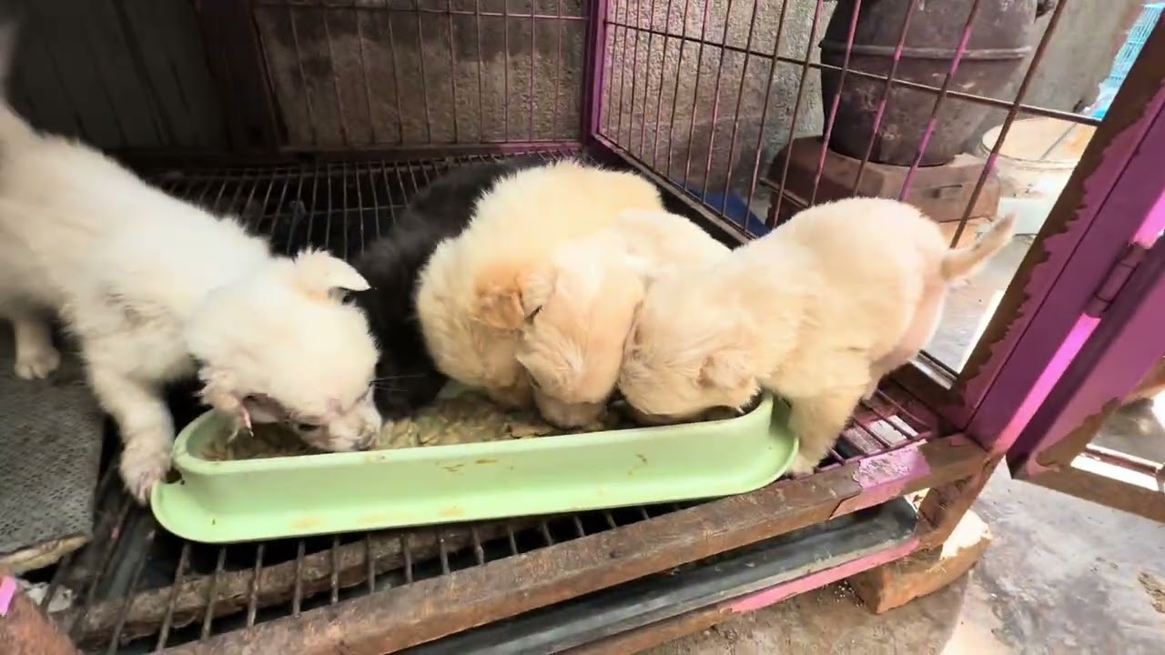 日常照顾可怜的小狗狗们，我已经习惯了，确实也很累