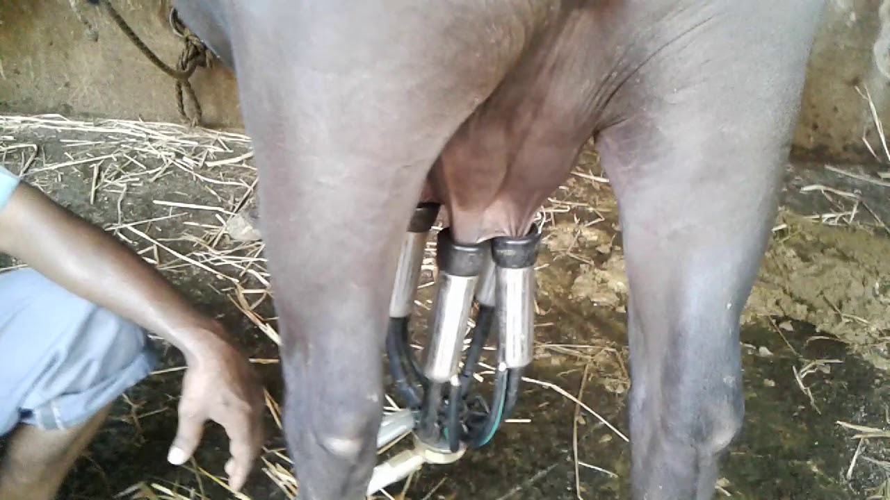 BUFFALO MILKING MACHINES VIJAYAWADA , please watsup on 9100363438