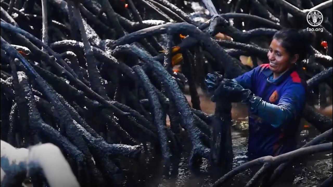The CFI in action: Ecosystem Approach to Fisheries (EAF)