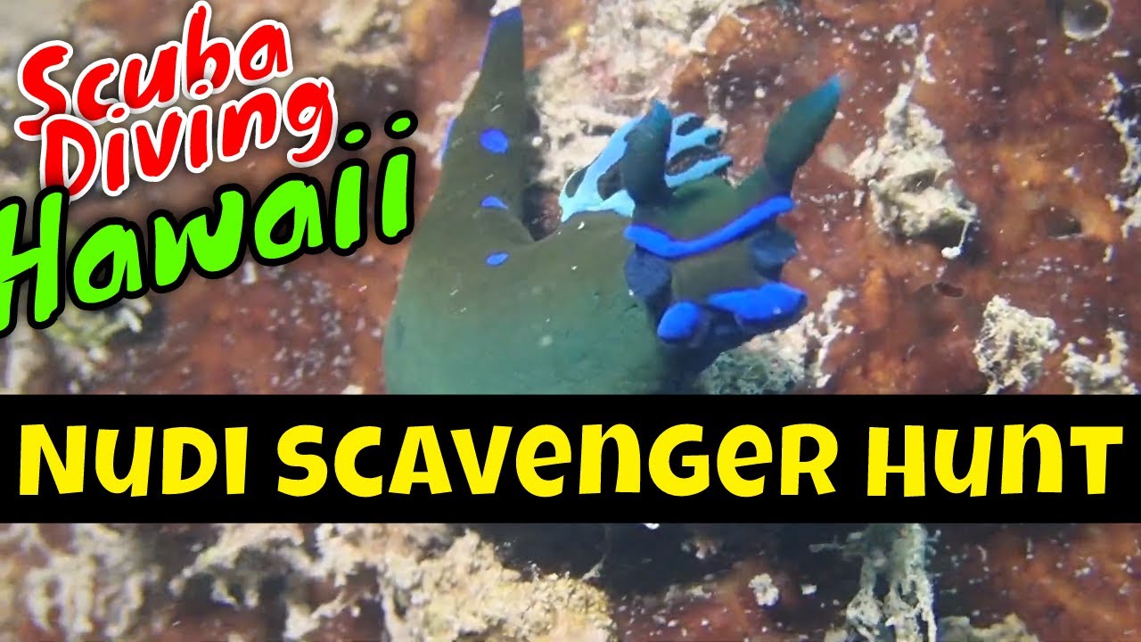Scuba Diving Hawaii - All the Critters | Kona Honu Divers