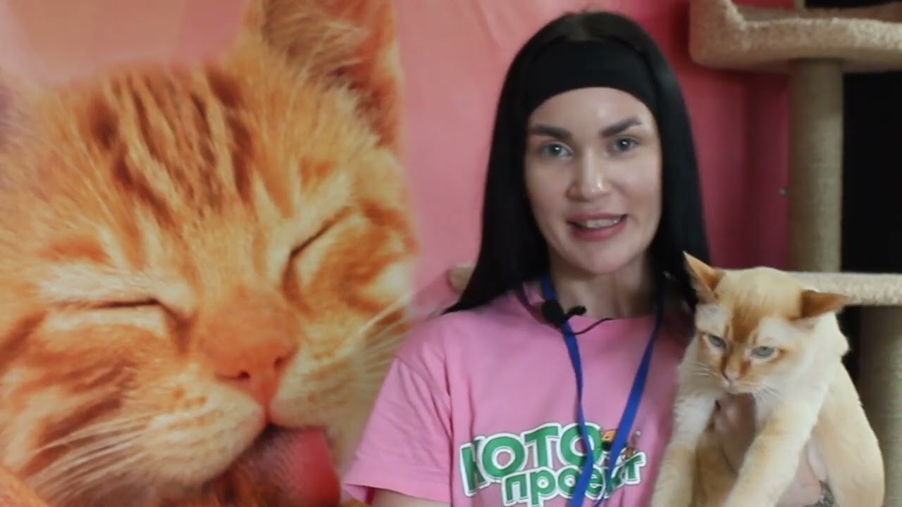 Котопроект