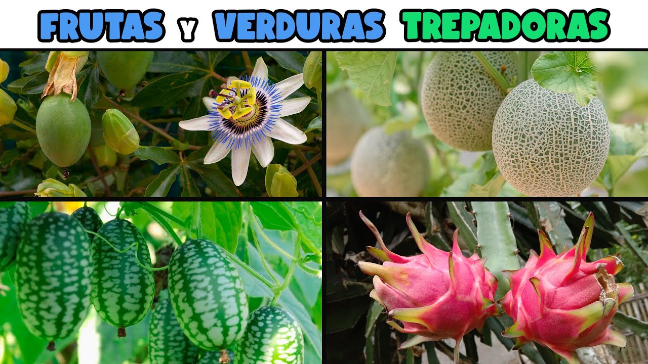 10 FRUTAS y VERDURAS TREPADORAS para el HOGAR