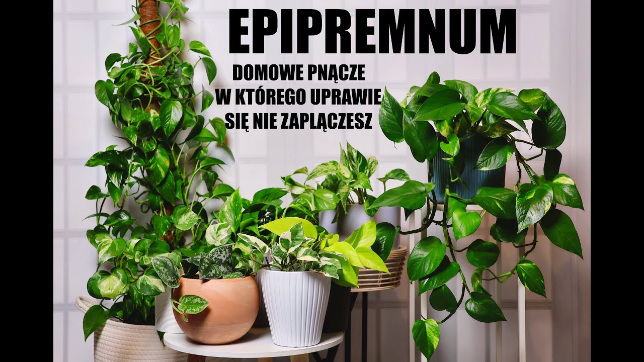 EPIPREMNUM DOMOWE PNĄCZE W KTÓREGO UPRAWIE SIĘ NIE ZAPLĄCZESZ #epipremnum #roślinydomowe #rosliny