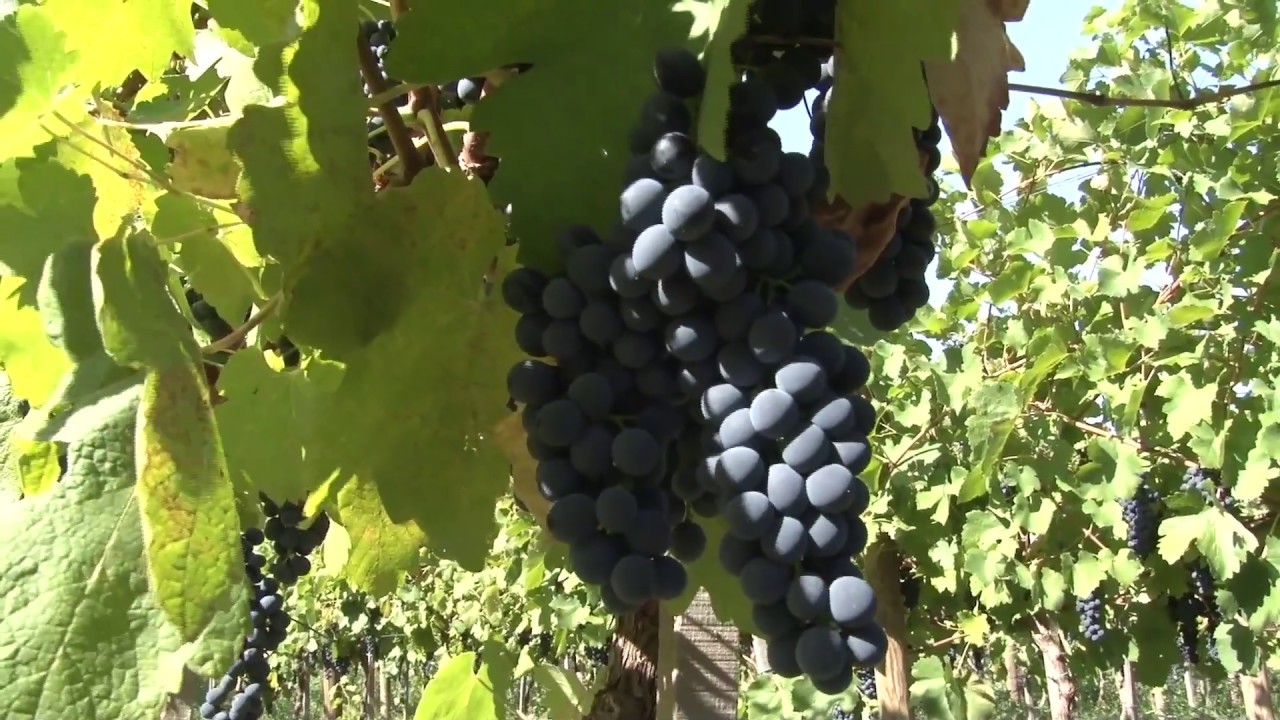 Vinarija Acumincum - Stari Slankamen
