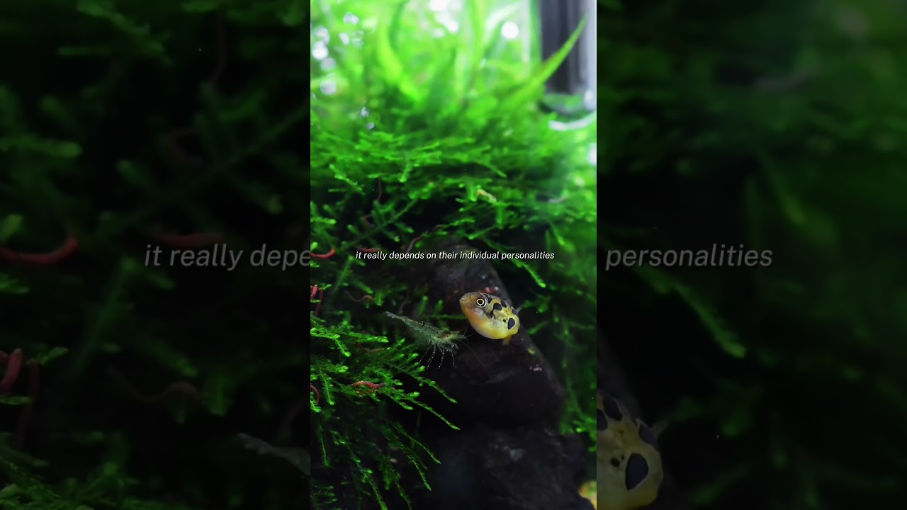Can Pea Puffers and Shrimp Live Together? The Truth!