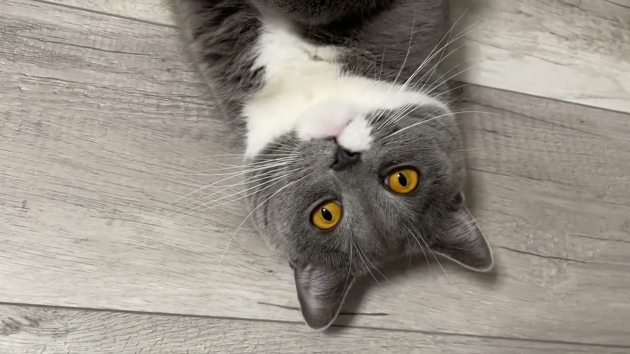 Look how beautiful I am. Do you like me? | ASMR Cat House