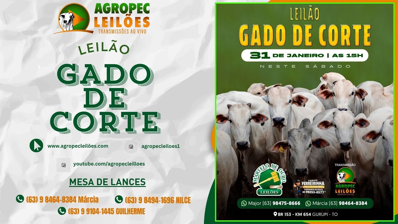 agropecleiloes.com LEILÃO GADO DE CORTE | MARTELO DE OURO LEILÕES - GURUPI-TO 31/01/2025