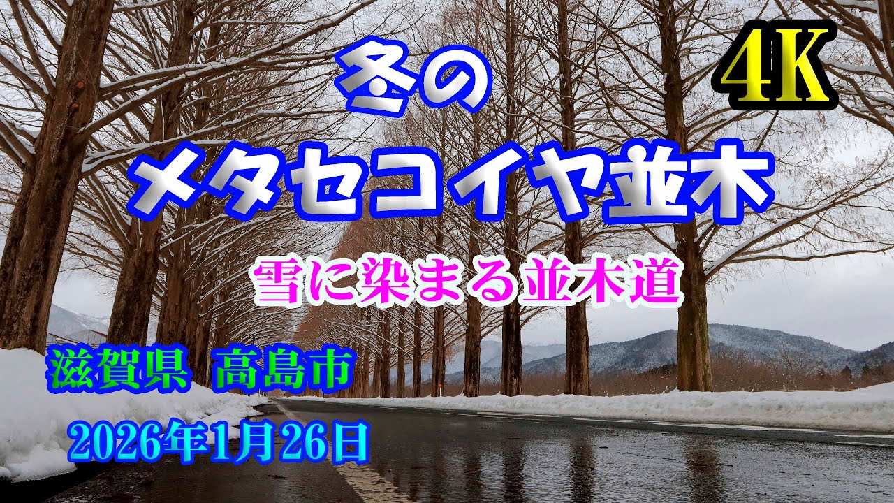 【冬のメタセコイヤ並木】 【4K】 雪に染まる並木道！【Metasequoia trees in winter】 January 26 , 2026