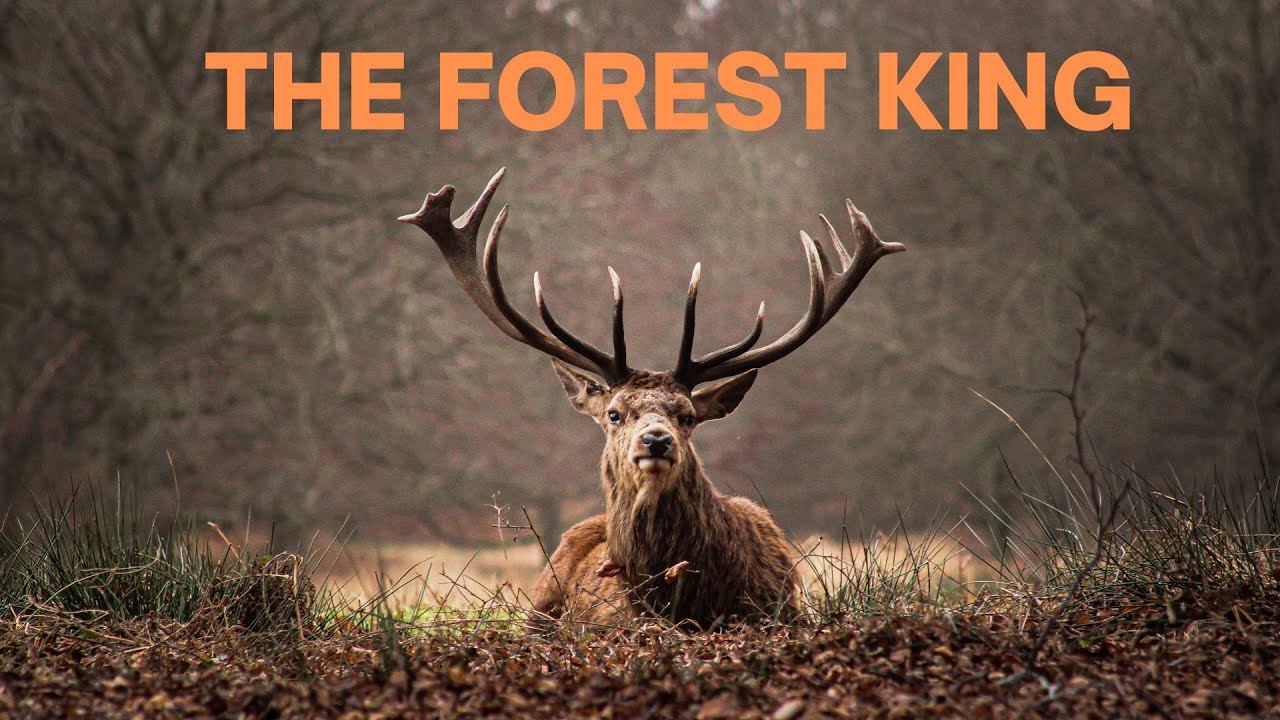 Red Deer: The facts