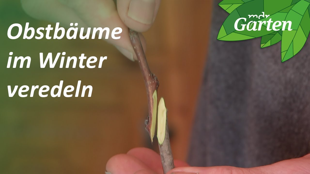 Alten Apfelbaum durch Veredelung retten | MDR Garten