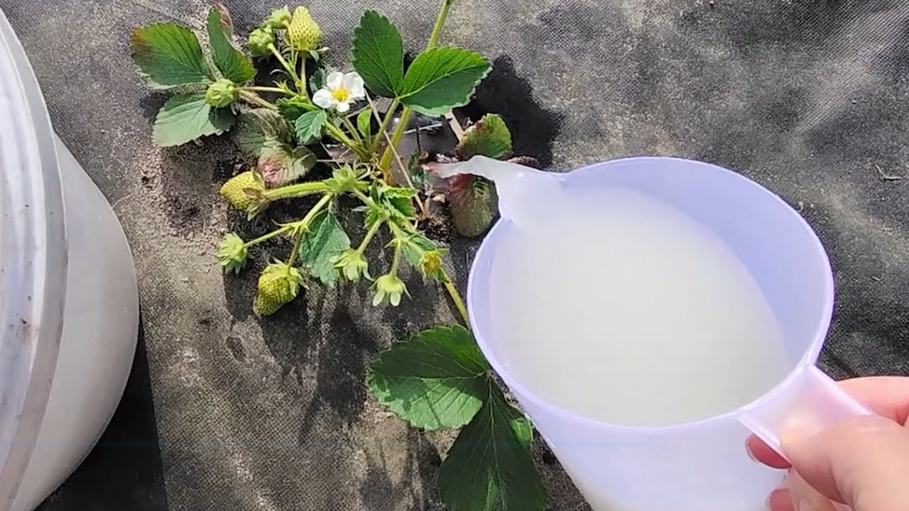 Une astuce naturelle pour des fraises abondantes et savoureuses