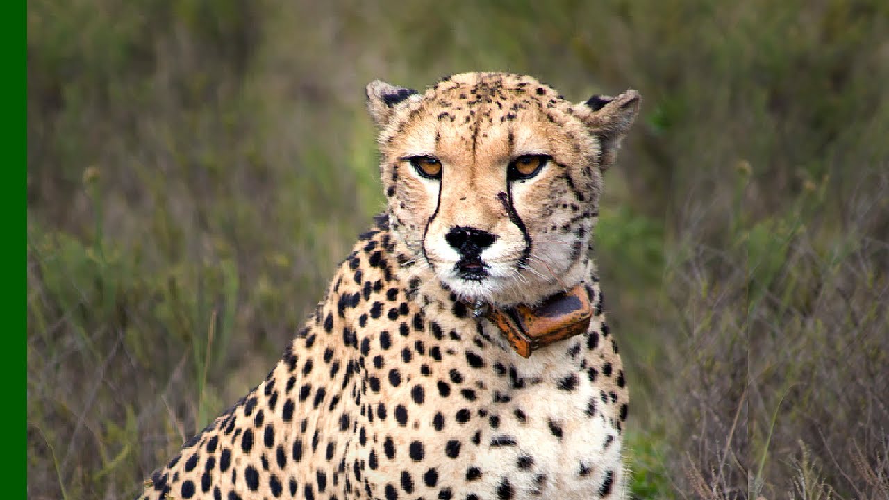 Cheetah Cubs SAVED From Extinction | Love Nature