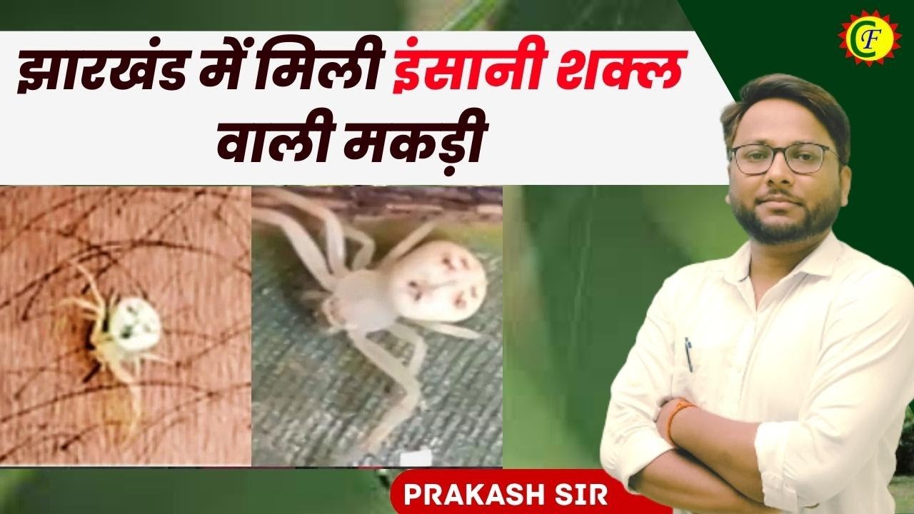 झारखंड में मिली इंसानी शक्ल वाली मकड़ी | विशेष मुद्दे | JHARKHAND GK | JSSC | JPSC | PRAKASH SIR