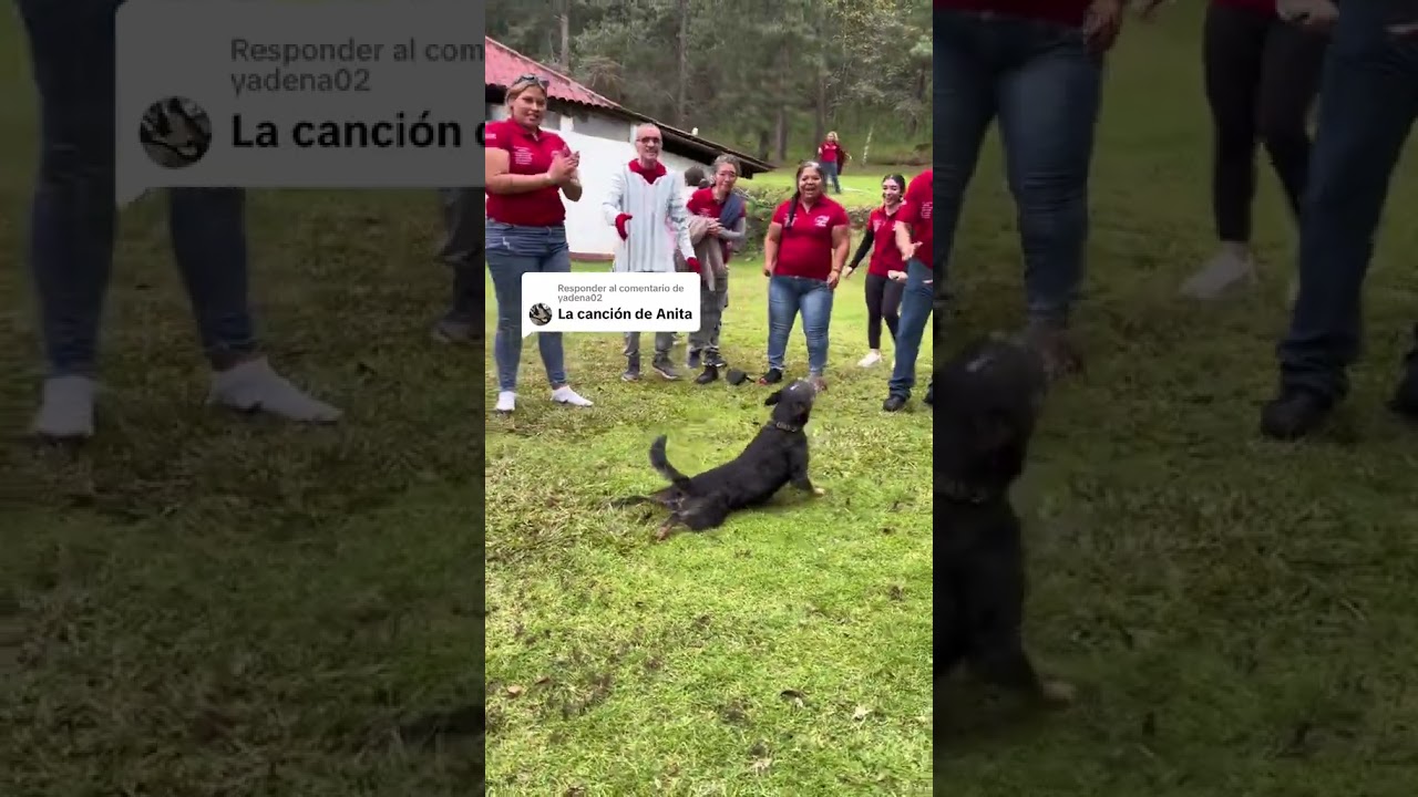 cuando tu perro quiere haserle crías al pasto