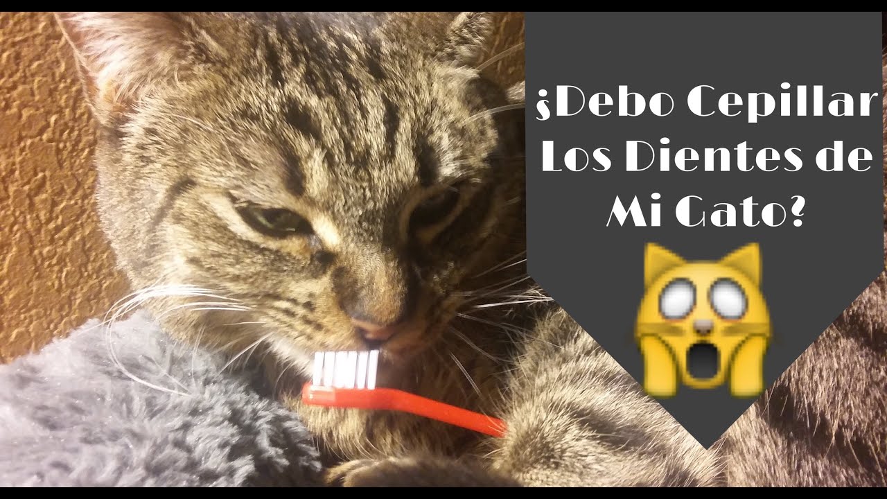 ¿Debo cepillar los dientes de mi gato?