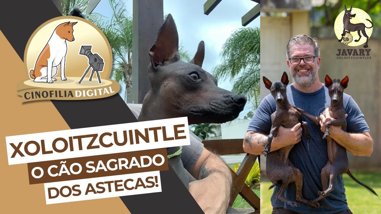 Xoloitzcuintle - O cão sagrado dos Astecas | Cinofilia Digital