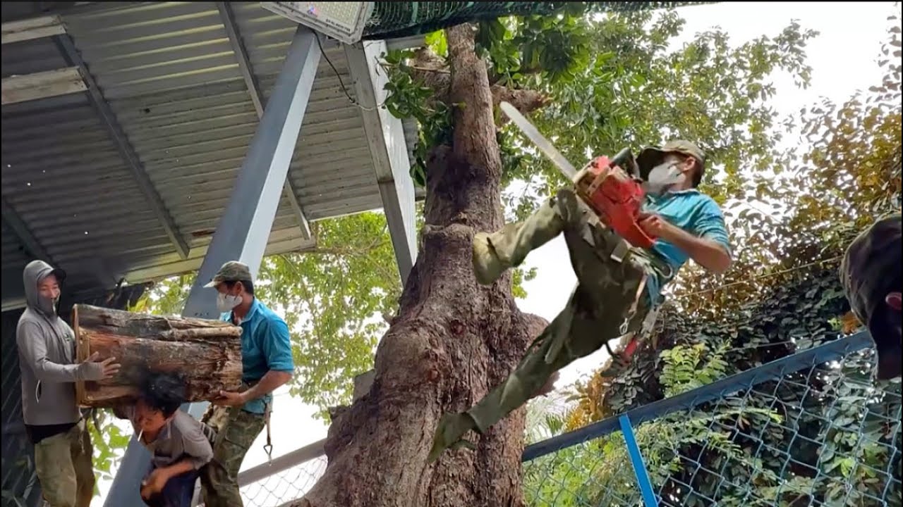 chú tính cưa ba cây quăng to bự ở vị trí hẹp không đường ngã # Bangcuacay