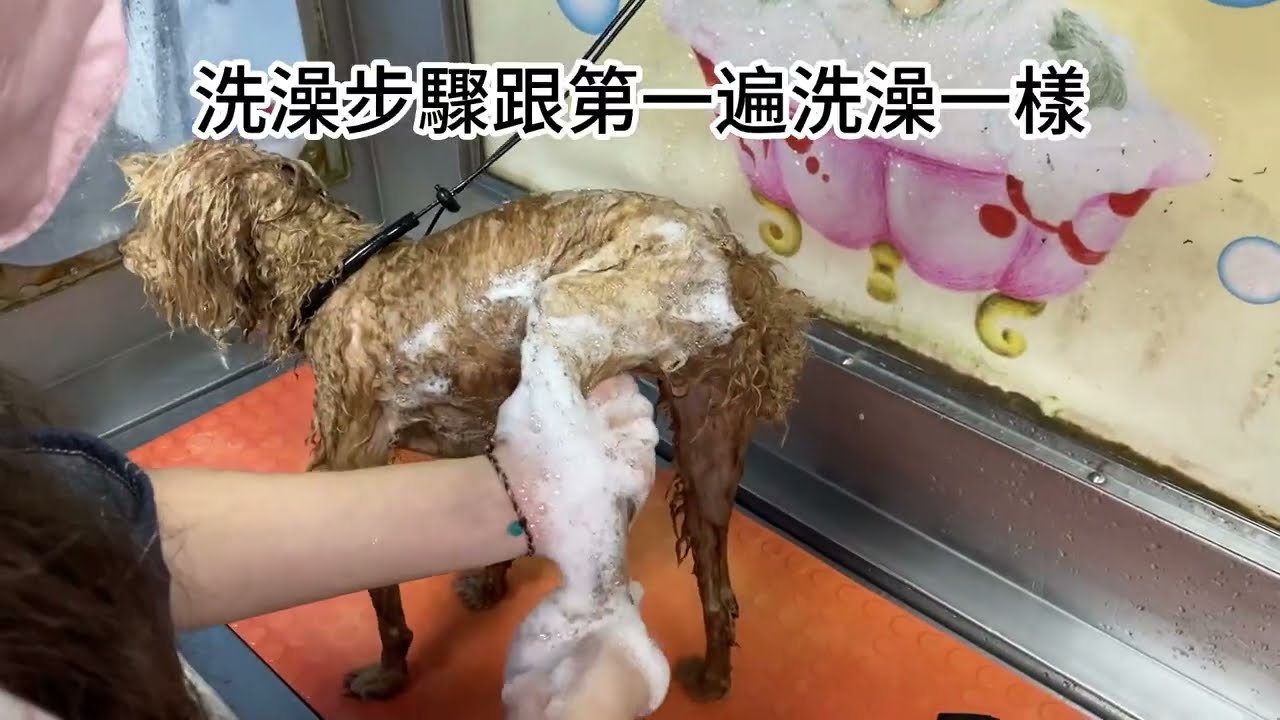 【狗狗洗澡教學】9成狗爸媽都洗錯！寵物美容師分享１０分鐘搞定狗狗洗澡｜水魔素狗狗洗澡教學