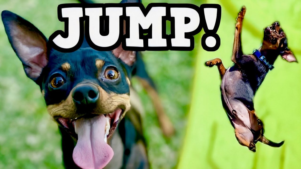 Rambo's Jumping & Frisbee Compilation! - Chipin (Chihuahua/Miniature Pinscher Mix) Dogs