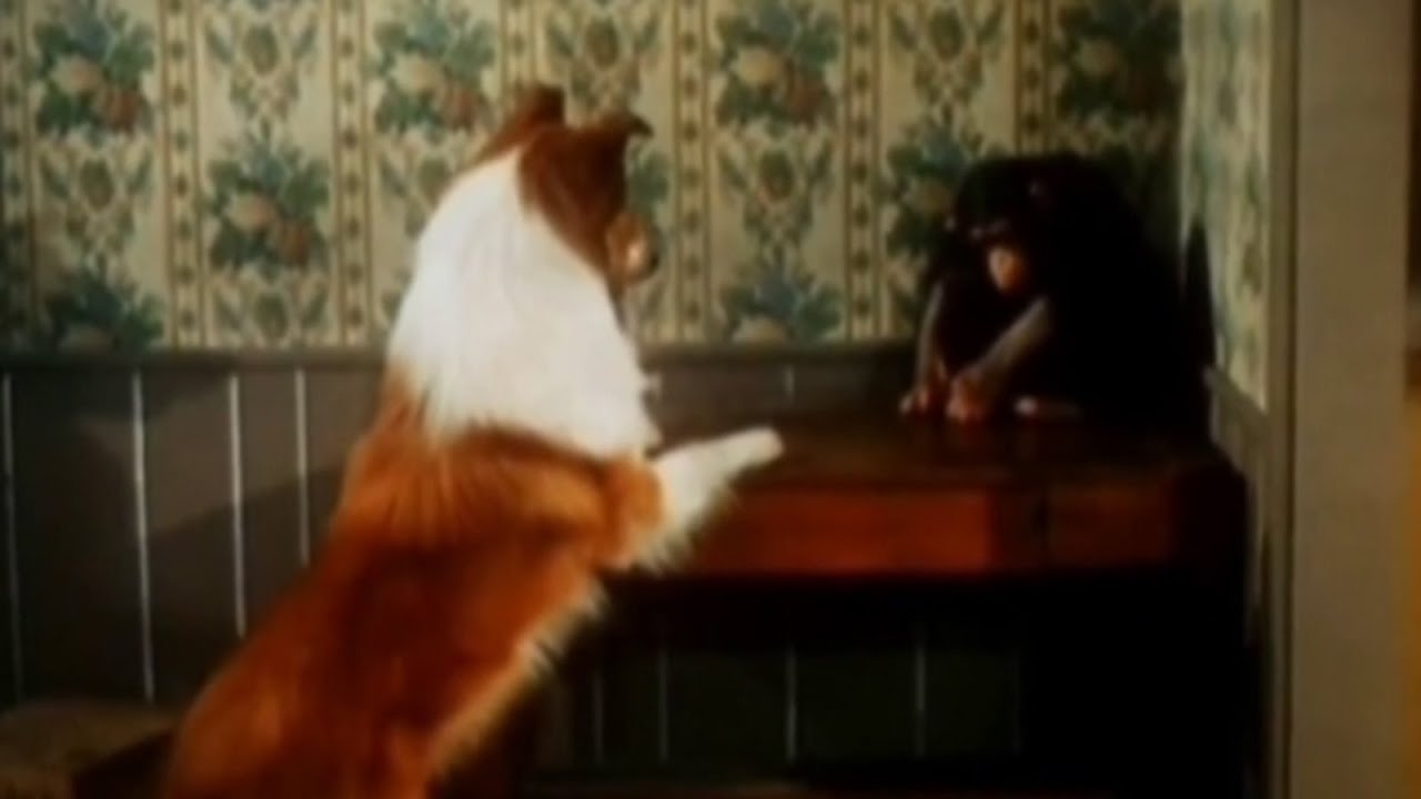 Lassie stunts ep 32 Various wild animals 4