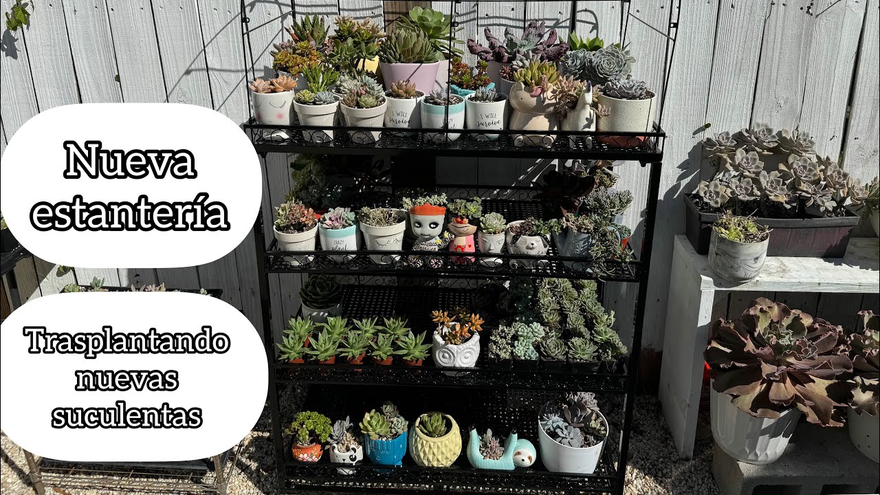 TRASPLANTANDO SUCULENTAS Y Organizando la nueva estantería para plantas